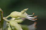 Ohio buckeye